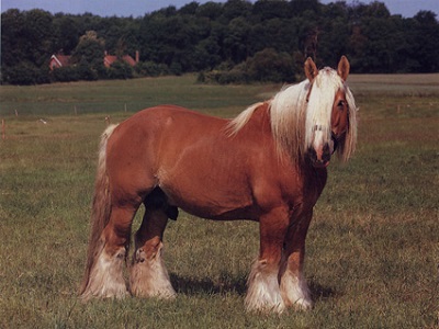 photo de d'un cheval de trait ardennais alezan