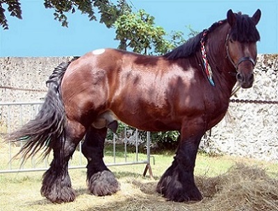 photo de d'un cheval de trait ardennais bai