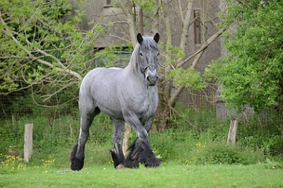 photo de d'un cheval de trait ardennais gris fer