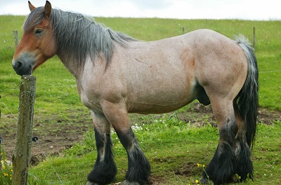 photo de d'un cheval de trait ardennais rouan