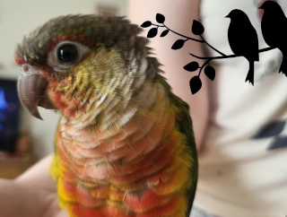 Conures