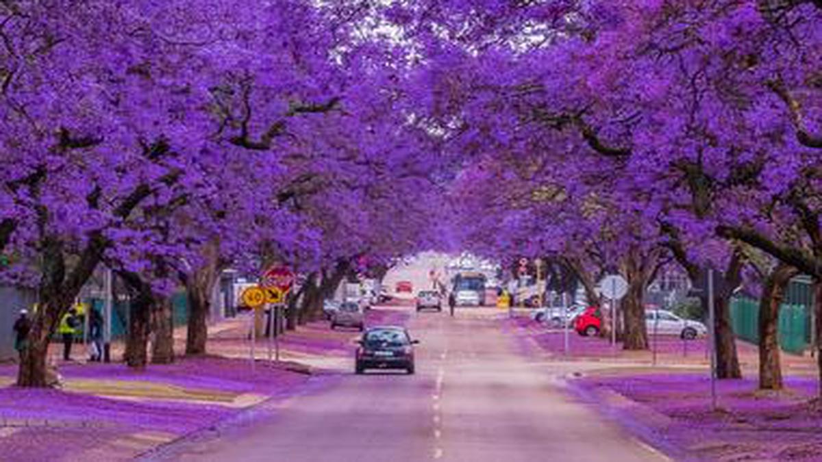Jacarandas à Pretoria
