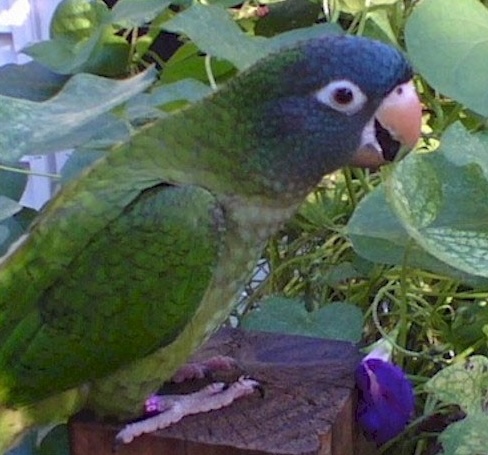 Conure à tête bleue