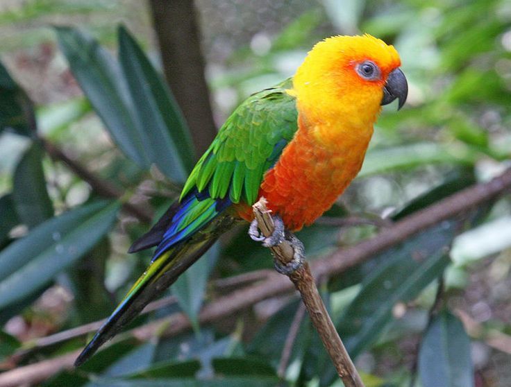 Conure Jandaya