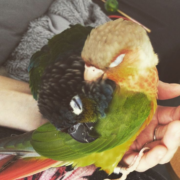 Conure de Molina