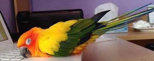 Conure soleil endormie